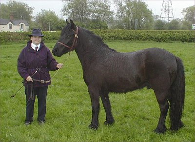 Midlands West Fell Pony Area Support Group