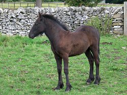 Midlands West Fell Pony Area Support Group