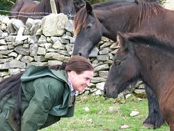 Midlands West Fell Pony Area Support Group