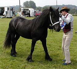 Midlands West Fell Pony Area Support Group